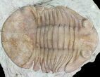 Asaphus (New Species) Trilobite - Russia #73504-1